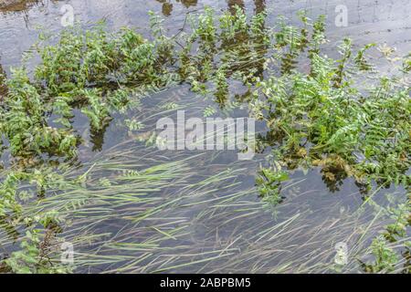 Patch of weeds blocking farmland drainage channel. Believed to be Lesser Water-Parsnip / Berula erecta or Fool's Watercress / Apium nodiflorum. Stock Photo