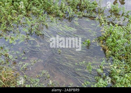 Patch of weeds blocking farmland drainage channel. Believed to be Lesser Water-Parsnip / Berula erecta or Fool's Watercress / Apium nodiflorum. Stock Photo