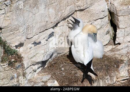 Northern Gannet (Morus bassanus) preening chick on the chalk cliffs of Bempton Stock Photo