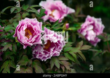 pink tree peony,moutan,paeonia,peonies,perennial,perennials,flower,flowers,flowering,RM Floral Stock Photo