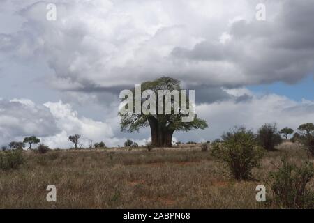 Part of the Tarangire National Park is a flat, grassy landscape dominated by ancient baobab (Adansonia digitata) trees. Tarangire National Park, Tanza Stock Photo