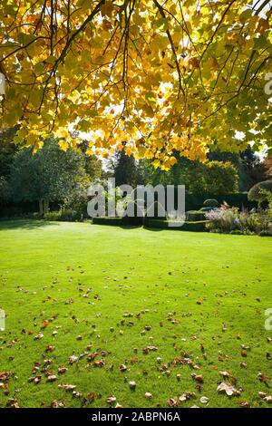 Leaves have already begun to fall from this young Liriodendron tulipifera in an English garden in October Stock Photo
