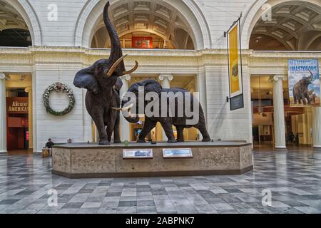 Elephant display at the main hall of The Field Museum of Natural History in Chicago interior view Stock Photo