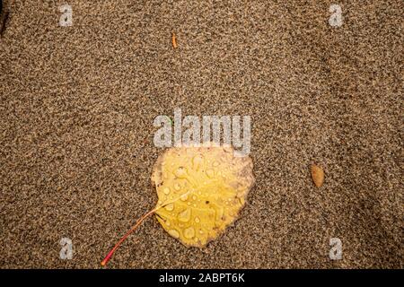 Yellow leaf on sandy beach texture background Stock Photo