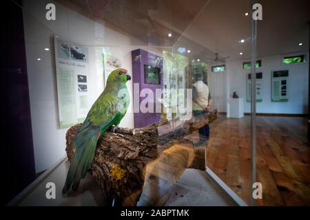 A Norfolk Island green parrot (Cyanoramphus cookii) displayed in the Discovery Centre of the island’s Botanic Gardens.  It showcases other birds and t Stock Photo