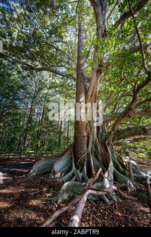 Five majestic Moreton Bay fig trees (Ficus macrophylla) on Headstone Road on Norfolk Island, the buttress roots a popular backdrop for photos. Stock Photo