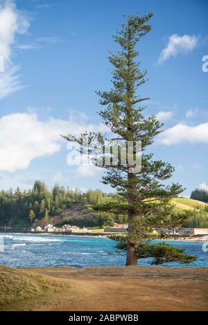 Norfolk pine tree isolated on white background Stock Photo - Alamy