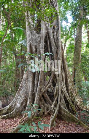 Strangler fig (Ficus sp.), Fraser Island, Queensland, Australia Stock Photo