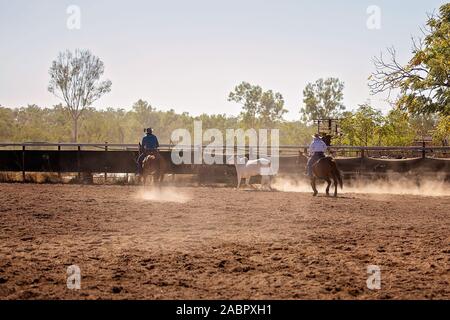 Cowboys rounding up a cow in a campdrafting event at a country rodeo. Campdrafting is a unique Australian sport involving a horse and rider working ca Stock Photo