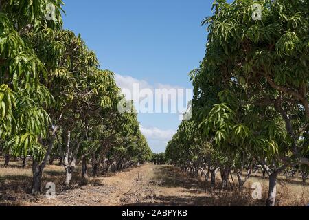 Rows of mango trees yet to bear fruit on a plantation in Australia Stock Photo