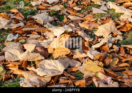Colorful and bright background made of fallen autumn leaves . Top view . Stock Photo