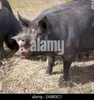 Berkshire black pigs in an organic piggery Stock Photo