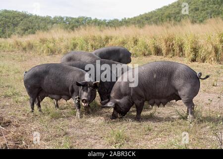 Berkshire black pigs in an organic piggery Stock Photo