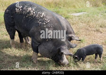 Berkshire black pigs in an organic piggery Stock Photo