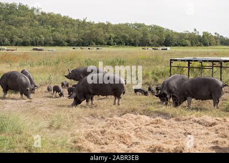 Berkshire black pigs in an organic piggery Stock Photo