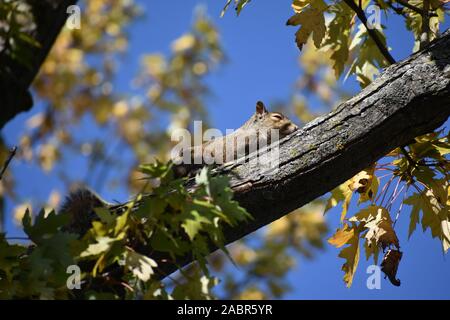 Squirrel Resting in Tree Stock Photo