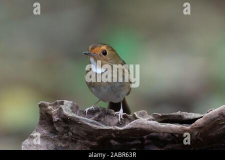 The Rufous-browed Flycatcher (Anthipes solitaris) is a species of bird in the Muscicapidae family. Stock Photo