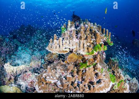 Beautiful, colorful corals on a tropical coral reef in the Similan Islands Stock Photo