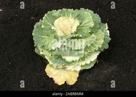 Ornamental kale (Brassica oleracea var. acephala) is genetically the same as edible kale but doesn't taste as good as culinary kale., Stock Photo
