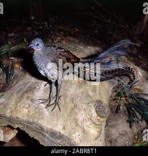 SUPERB LYREBIRD (MENURA NOVAEHOLLANDIAE) AUSTRALIA. THE ADULT MALE HAS AN ORNATE TAIL WITH SPECIAL CURVED FEATHERS THAT IN DISPLAY LOOK LIKE A LYRE. Stock Photo