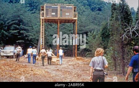 Seven-week-old American Bald Eagles arrive at Dale Hollow Lake July 26, 1989 to resettle them. The U.S. Army Corps of Engineers Nashville District conducted an Eagle Restoration Program and released 44 eagles between 1987 and 1991 to restore nesting populations along waterways in Tennessee and Kentucky. Stock Photo