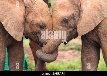 Close-up of two baby elephant orphans in a trunk hug with their trunks entwined in a display of friendship and affection. (Loxodonta africana)