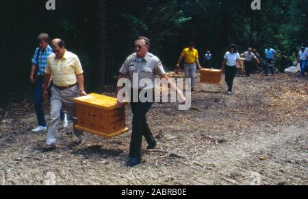 Seven-week-old American Bald Eagles arrive at Dale Hollow Lake July 26, 1989 to resettle them. The U.S. Army Corps of Engineers Nashville District conducted an Eagle Restoration Program and released 44 eagles between 1987 and 1991 to restore nesting populations along waterways in Tennessee and Kentucky. (USACE photo) Stock Photo