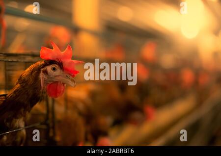 Download Poultry Farm Layer Birds Stock Photo Alamy