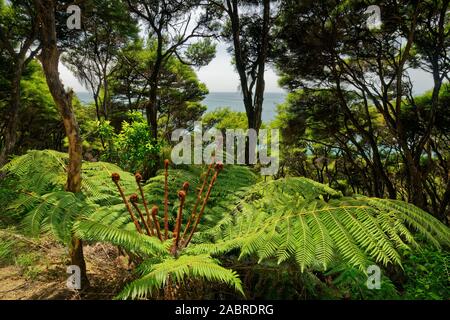 A family of new fern fronds called koru just starting to unfurl into a new leaves, Abel Tasman National Park coastal track, New Zealand. Stock Photo