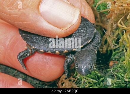 AUSTRALIAN SNAKE-NECKED TERRAPIN hatchling (Chelodina longicollis). A little larger than a man's thumbnail. Stock Photo