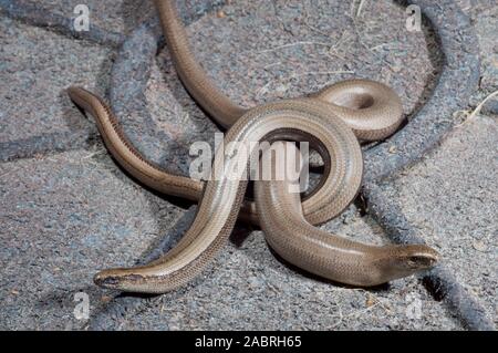 SLOW WORMS pair Anguis fragilis  female head left, male right..  On lid of garden  composting bin. Stock Photo