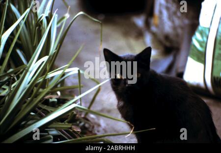 Black Cat - Kitten on Garden Path - circa late 1960's early 1970's Stock Photo