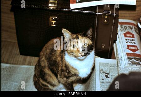 Calico Cat Vintage Case & Newspapers - circa late 1960's early 1970's Stock Photo