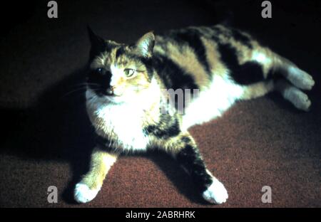 Calico Cat on Red Carpet - circa late 1960's early 1970's Stock Photo