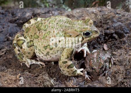 GREEN TOAD Bufotes (Bufo) viridis. European. Adult. Profile. Juvenile facing front alongside. Defined green patches on side/flank  view. Stock Photo
