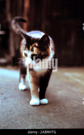 Calico Kitten on Garden Path - circa late 1960's early 1970's Stock Photo