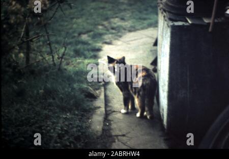 Calico Cat on Garden Path - circa late 1960's early 1970's Stock Photo