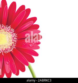 red gerbera flower on white background Stock Vector