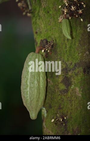 CACAO or COCOA fruit attached to tree trunk Theobroma cacao, Singapore. Stock Photo