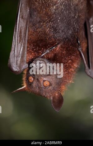 Malayan flying fox, or fruit bat eating in Singapore Zoo. Scientific ...