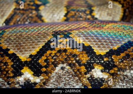 RETICULATED PYTHON Python reticulatus close up of a section of the body showing iridescence of the epidermal skin soon after a recent sloughing. Stock Photo