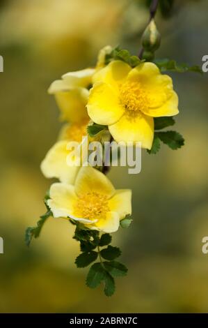 Rosa hugonis x Rosa xanthina,Chinesische Goldrose,chinese golden rose Stock Photo