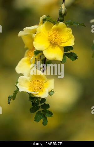 Rosa hugonis x Rosa xanthina,Chinesische Goldrose,chinese golden rose Stock Photo