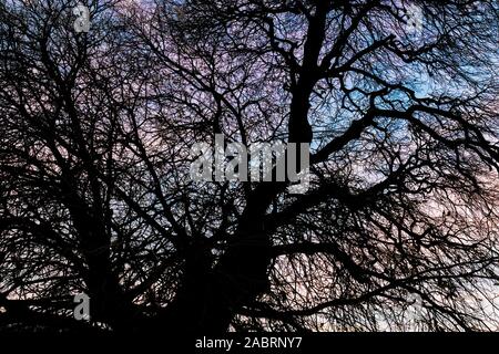 Silhouette of leafless tree isolated on colorful evening sky Stock Photo