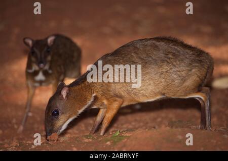LESSER MALAY MOUSE DEER or MALAYAN CHEVROTAINS Tragulus javanicus. Male front animal. Captive.