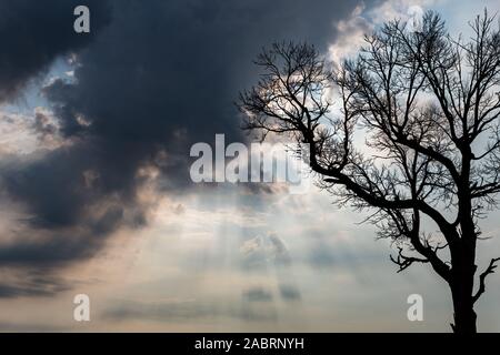 Silhouette of leafless tree isolated on cloudy sky and sunlight shining through the clouds Stock Photo