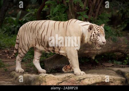 WHITE TIGER Panthera tigris. Lacking melanin pigmentation. Unlikely to survive very long in the wild state. Susceptible to sunburn and impaired vision. Stock Photo