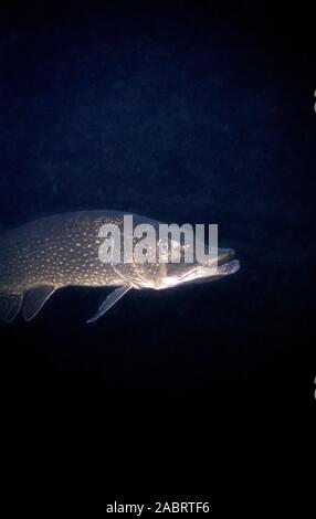 Closeup of a pike against a black background in fresh water Stock Photo