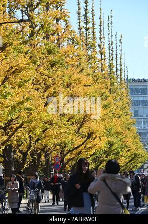 Golden ginkgo leaves turn yellow along the Tongzi River moat beside the ...