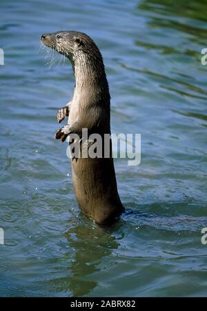 EUROPEAN OTTER (Lutra lutra).  Standing alert on hind legs in shallow flowing river water. Stock Photo